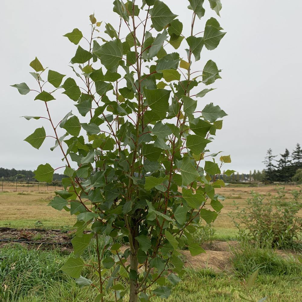 Lombardy Poplar Cutting - Dingdong's Garden