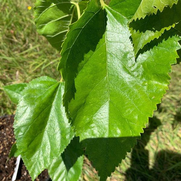 Long Red Mulberry Cutting - Dingdong's Garden