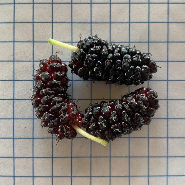 Long Red Mulberry Cutting - Dingdong's Garden