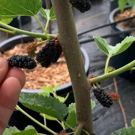 Long Red Mulberry Cutting - Dingdong's Garden