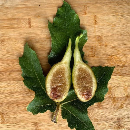 Longue d'Aout Fig Cutting - Dingdong's Garden