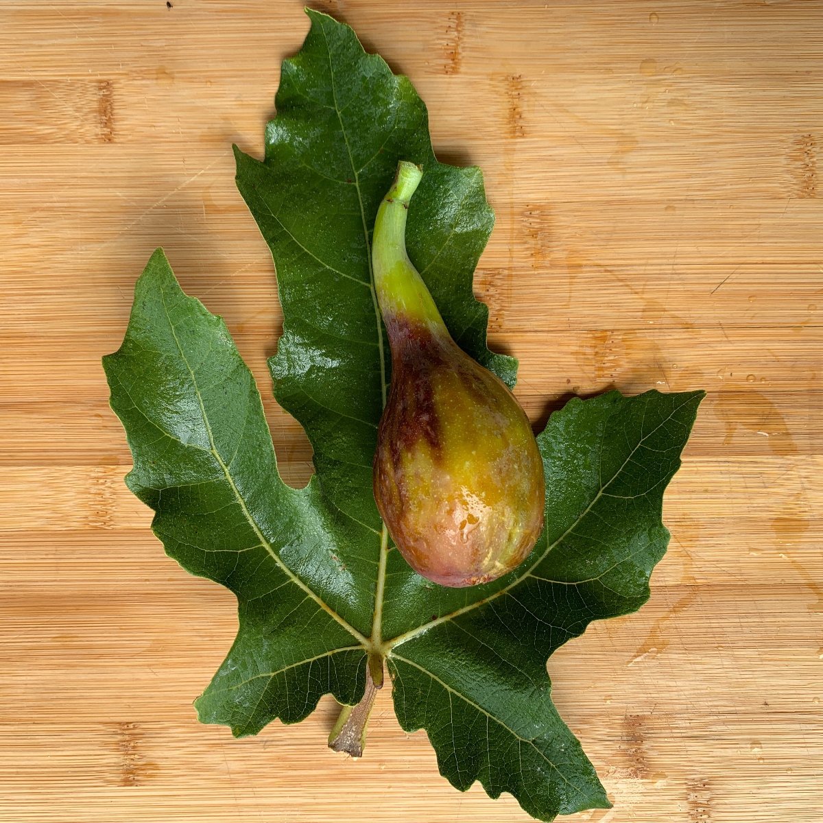 Longue d'Aout Fig Cutting