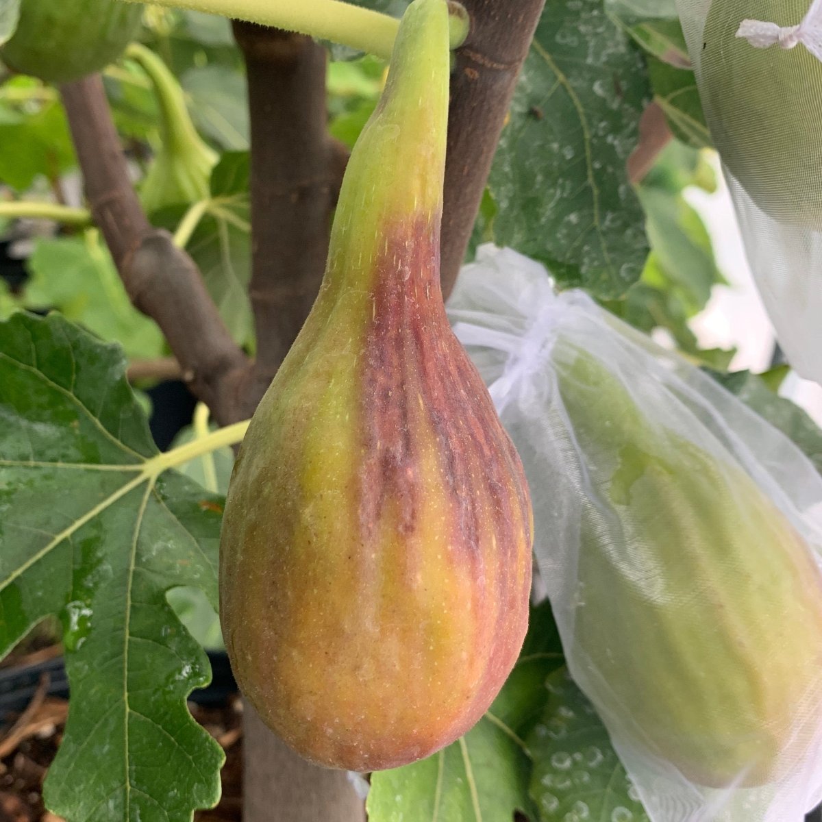 Longue d'Aout Fig Cutting