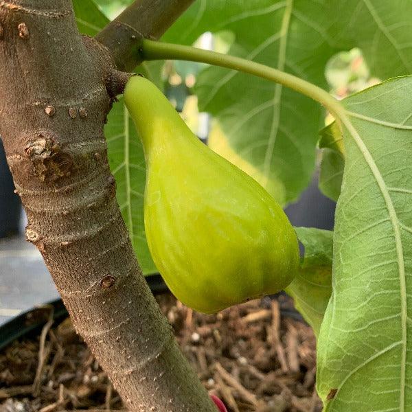 LSU Champagne Fig Cutting - Dingdong's Garden