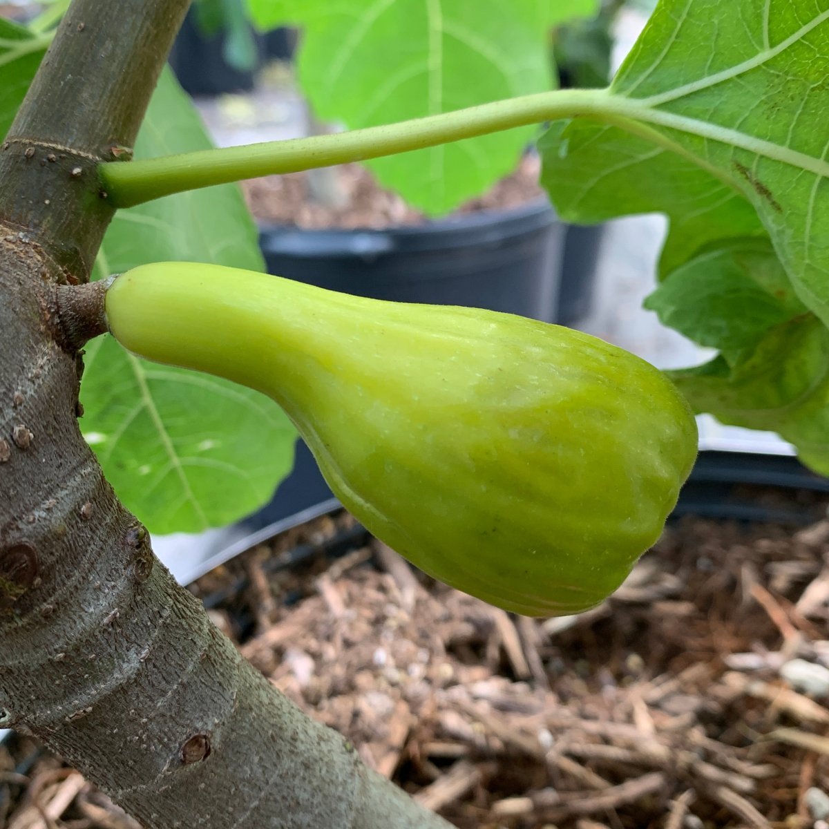 LSU Champagne Fig Cutting - Dingdong's Garden