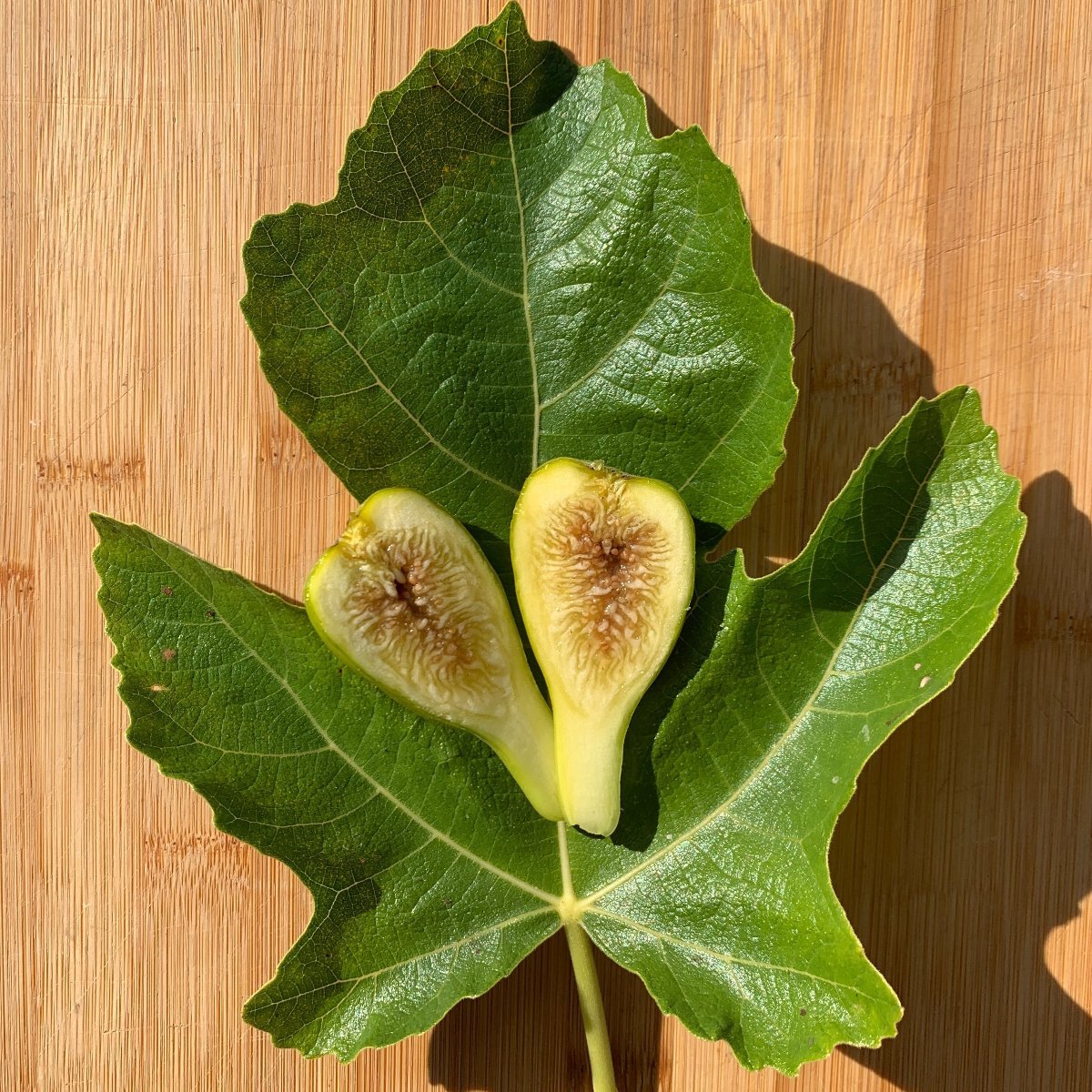 LSU Champagne Fig Cutting - Dingdong's Garden