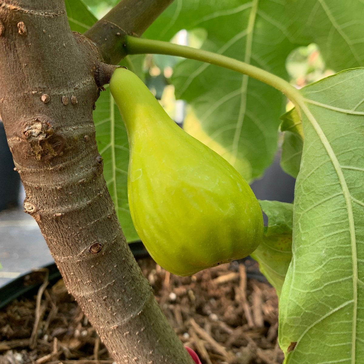 LSU Champagne Fig Cutting - Dingdong's Garden