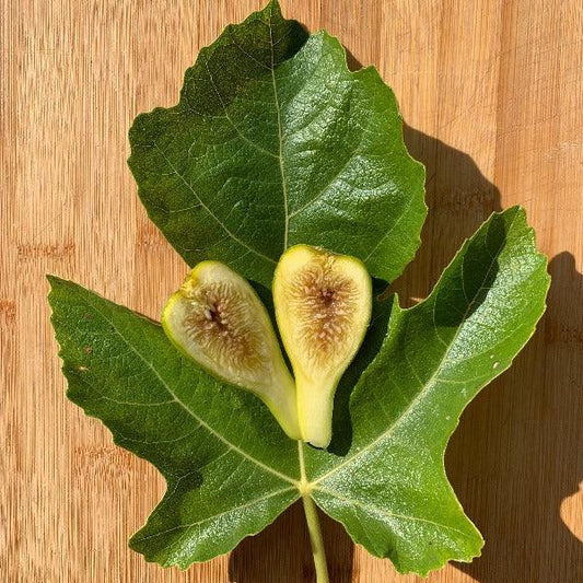 LSU Champagne Fig Cutting - Dingdong's Garden