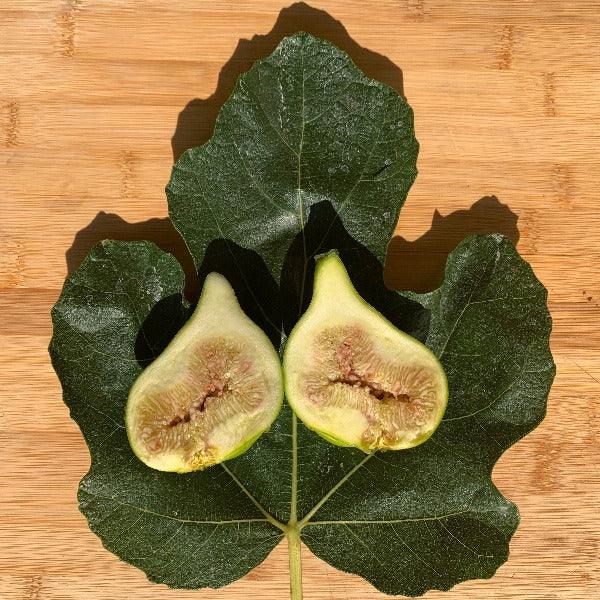 LSU Gold Fig Cutting - Dingdong's Garden