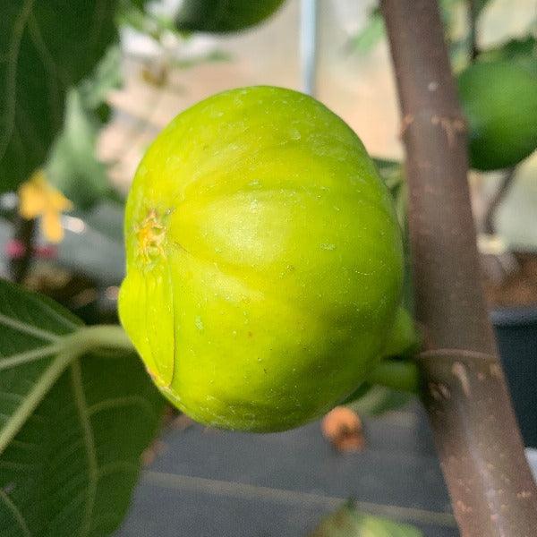 LSU Gold Fig Cutting - Dingdong's Garden