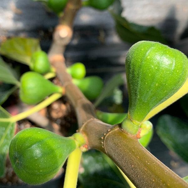 LSU Gold Fig Cutting - Dingdong's Garden