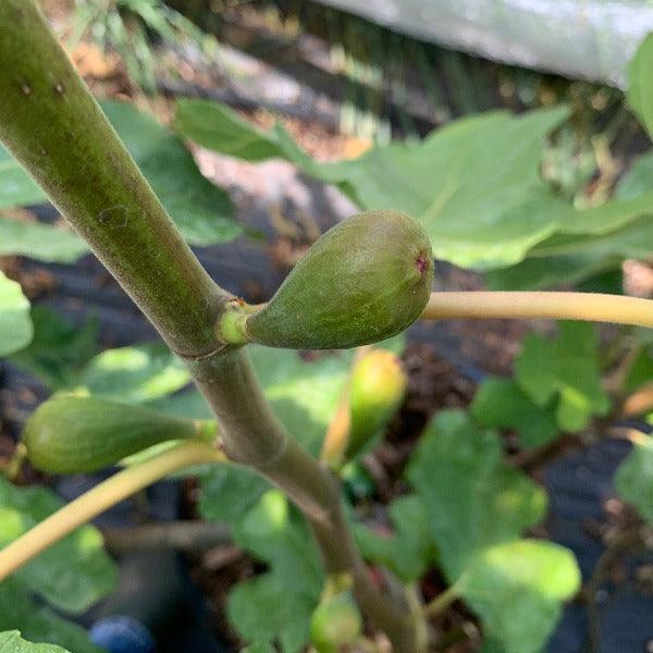 LSU Purple Fig Cutting - Dingdong's Garden