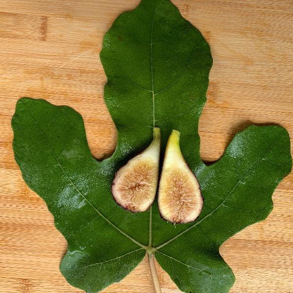 LSU Purple Fig Cutting - Dingdong's Garden