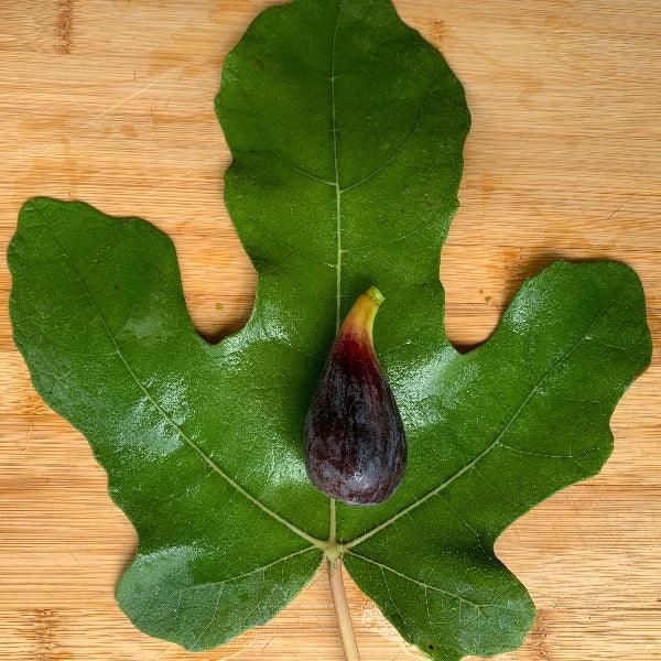 LSU Purple Fig Cutting - Dingdong's Garden