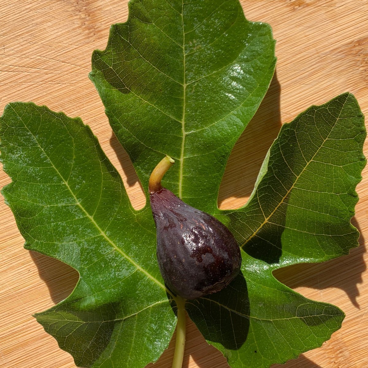 LSU Scott's Black Fig Cutting - Dingdong's Garden