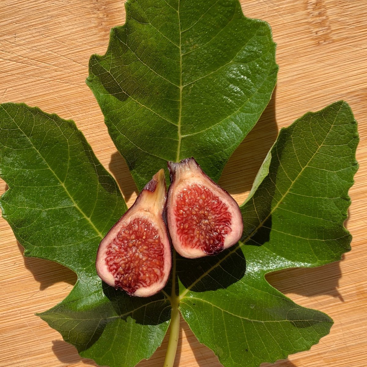 LSU Scott's Black Fig Cutting - Dingdong's Garden