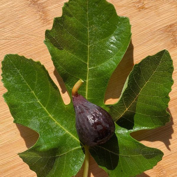 LSU Scott's Black Fig Cutting - Dingdong's Garden