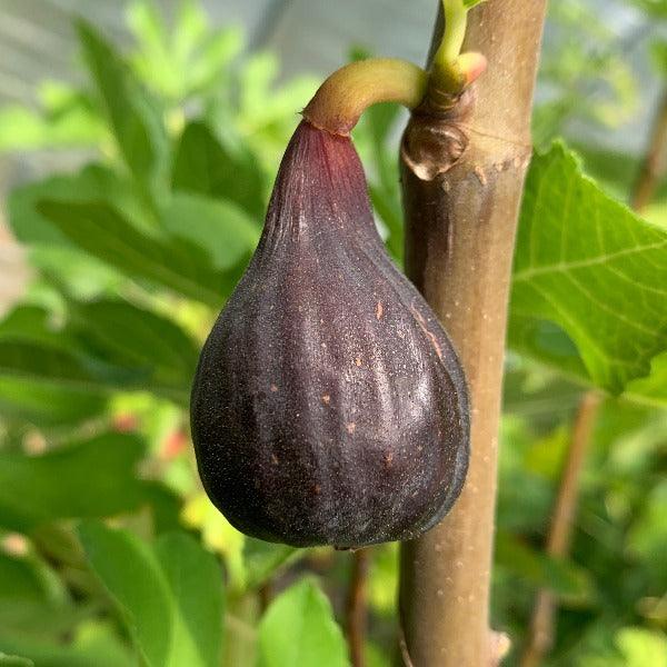 LSU Scott's Black Fig Cutting - Dingdong's Garden