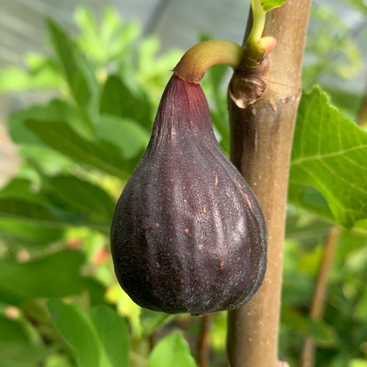 LSU Scott's Black Fig Cutting - Dingdong's Garden