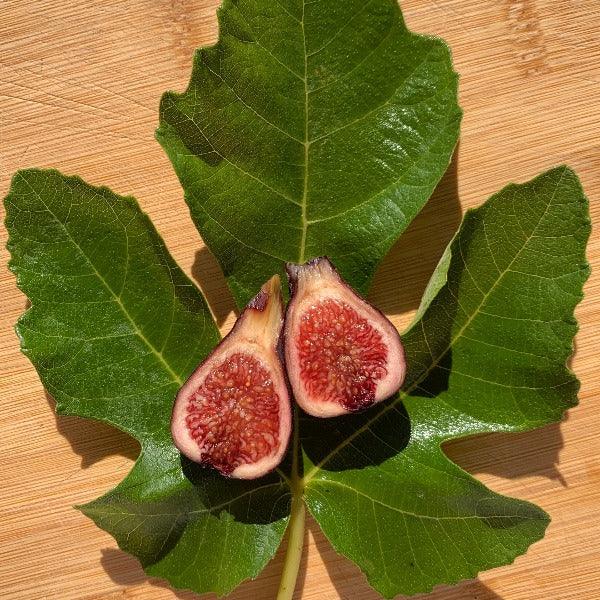 LSU Scott's Black Fig Cutting - Dingdong's Garden