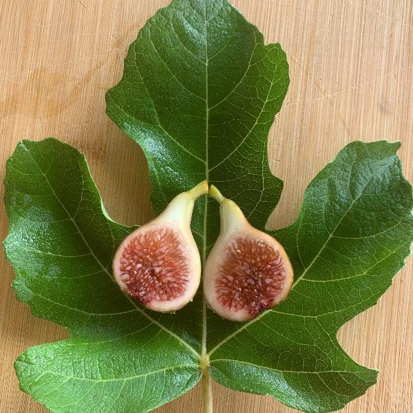 LSU Tiger Fig Cutting