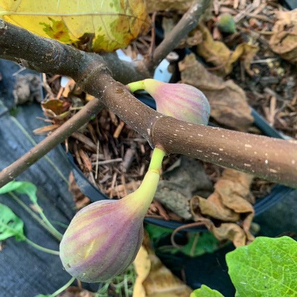 LSU Tiger Fig Cutting - Dingdong's Garden