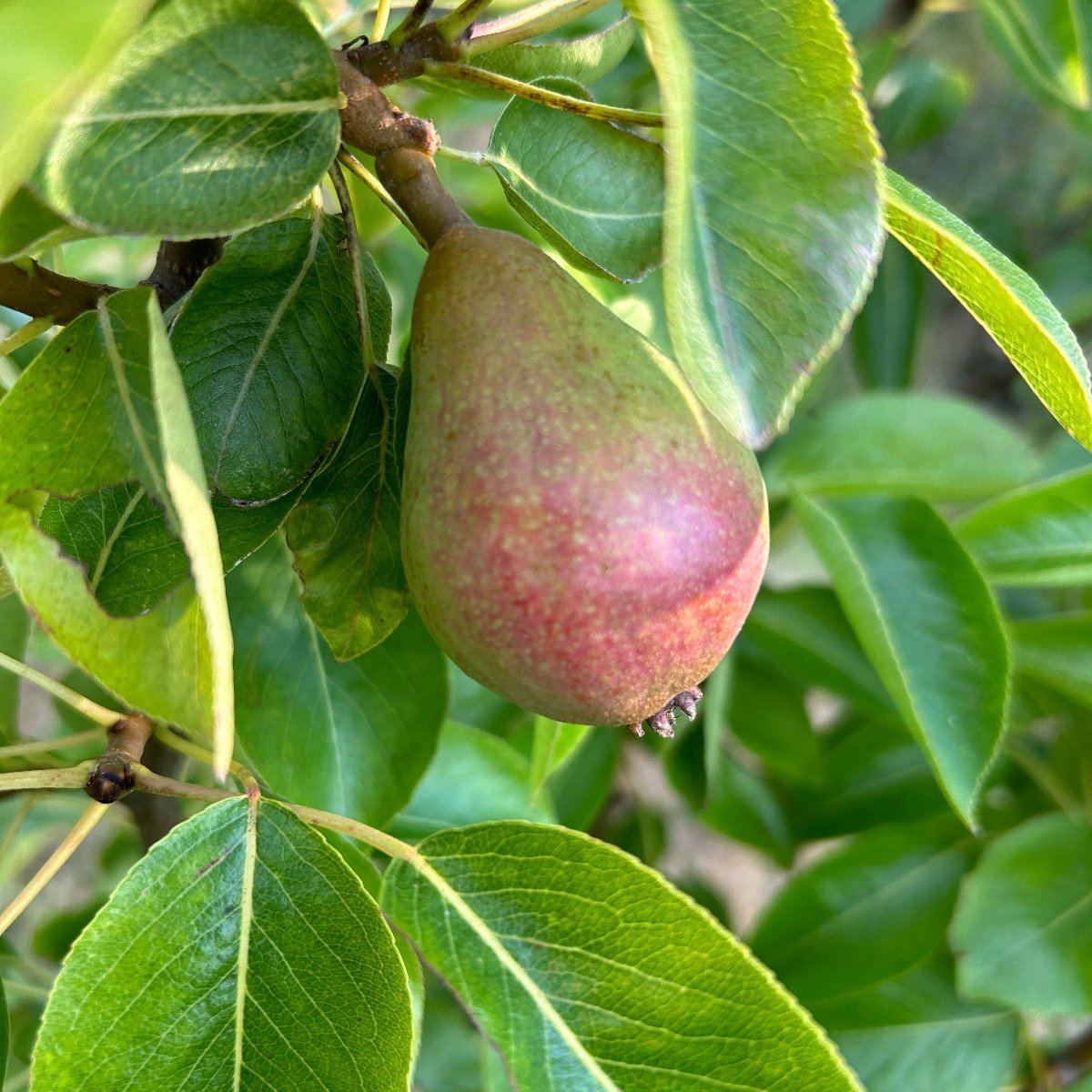 Luscious Pear Scionwood - Dingdong's Garden