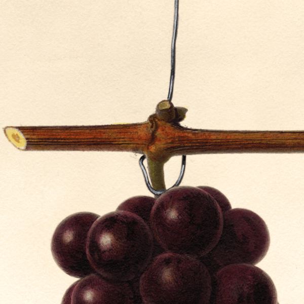 Lutie Grape 4x6 Decorative Card - Dingdong's Garden