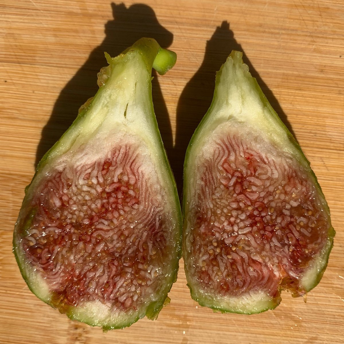 Lyndhurst White Fig Cutting - Dingdong's Garden