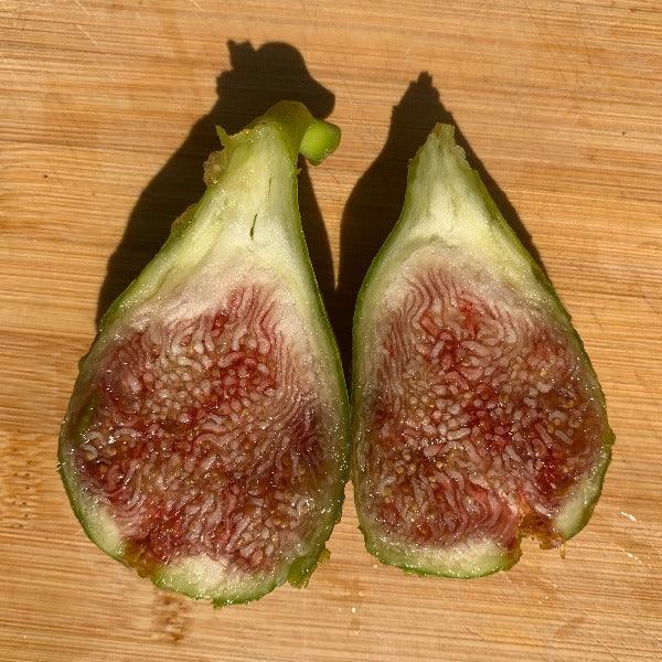 Lyndhurst White Fig Cutting - Dingdong's Garden