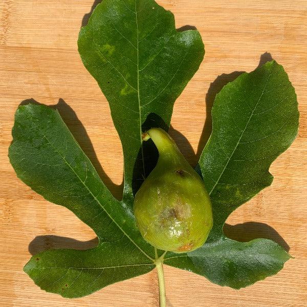 Lyndhurst White Fig Cutting - Dingdong's Garden