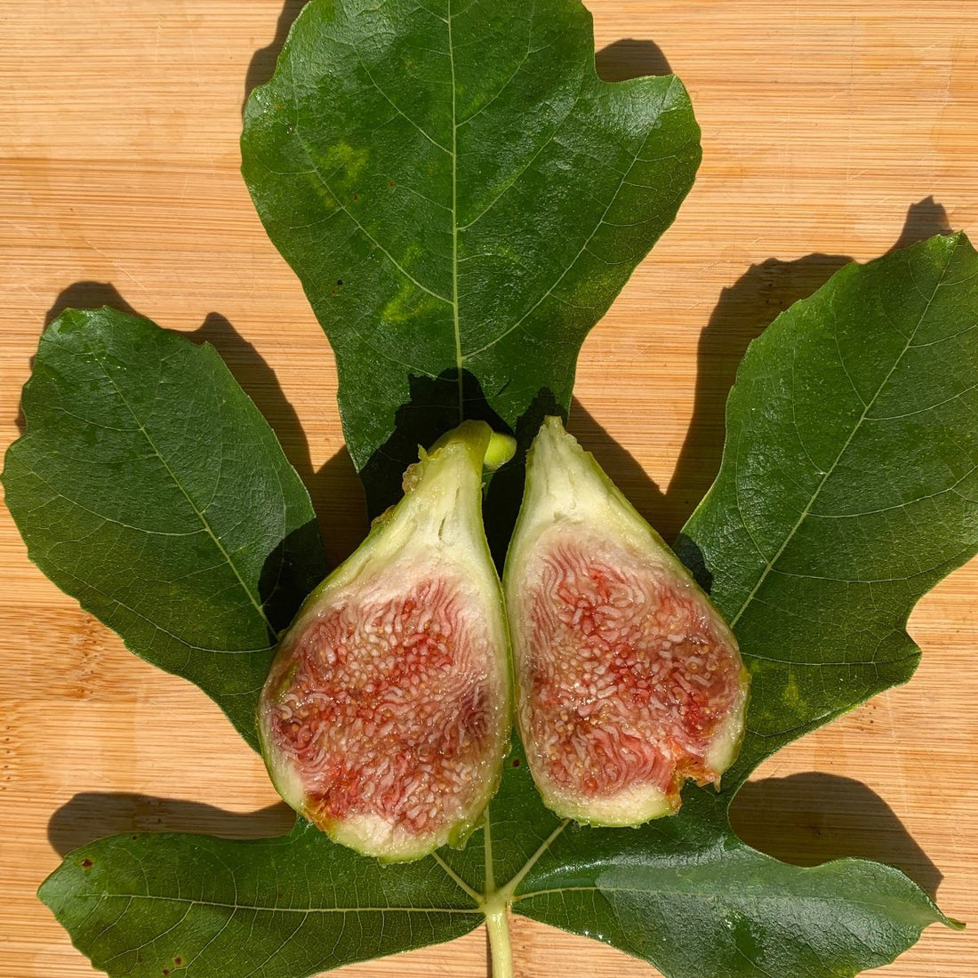 Lyndhurst White Fig Cutting – Dingdong's Garden