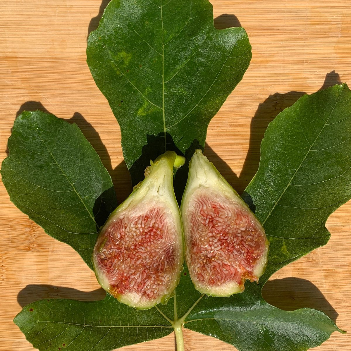 Lyndhurst White Fig Cutting - Dingdong's Garden