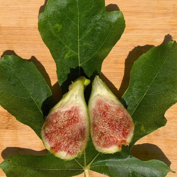 Lyndhurst White Fig Cutting - Dingdong's Garden