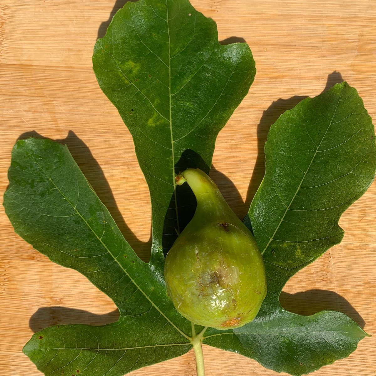 Lyndhurst White Fig Cutting - Dingdong's Garden