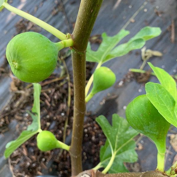 Lyndhurst White Fig Cutting - Dingdong's Garden