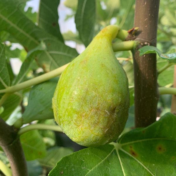 Lyndhurst White Fig Cutting - Dingdong's Garden