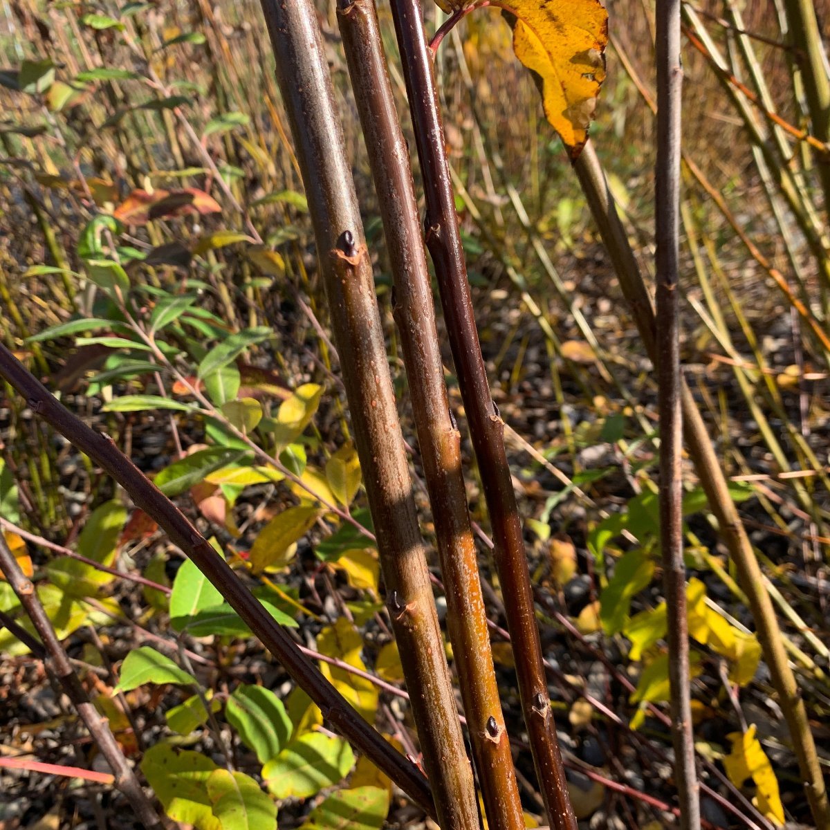 MacKenzie Willow Cutting - Dingdong's Garden