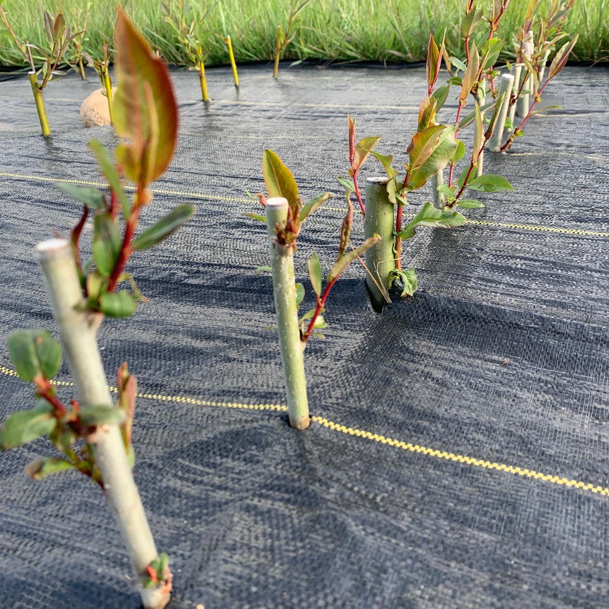 MacKenzie Willow Cutting - Dingdong's Garden