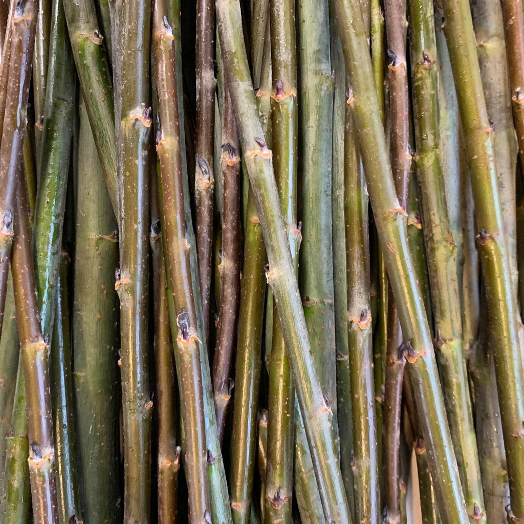 MacKenzie Willow Cutting