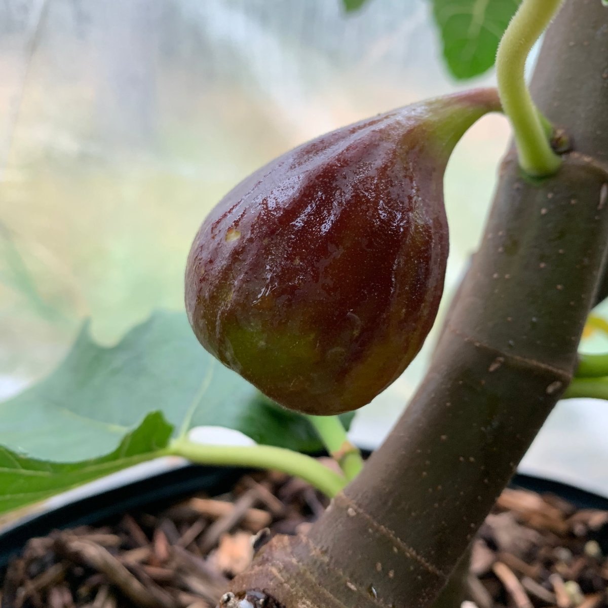 Macool Fig Cutting - Dingdong's Garden