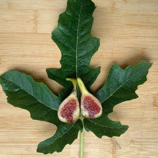 Macool Fig Cutting - Dingdong's Garden