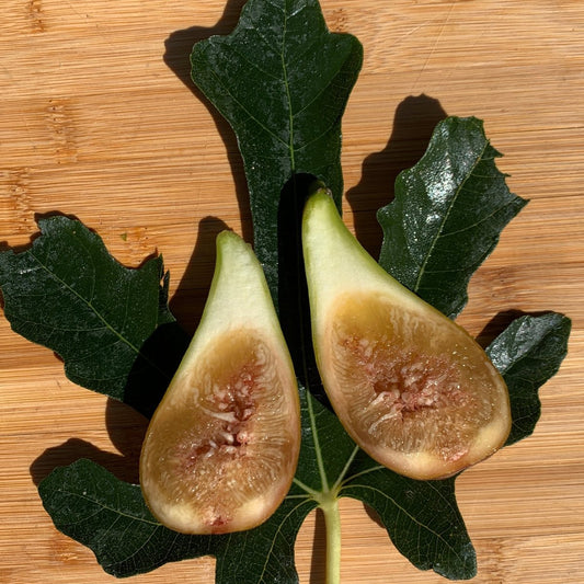 Madeleine des Deux Saisons Fig Cutting - Dingdong's Garden