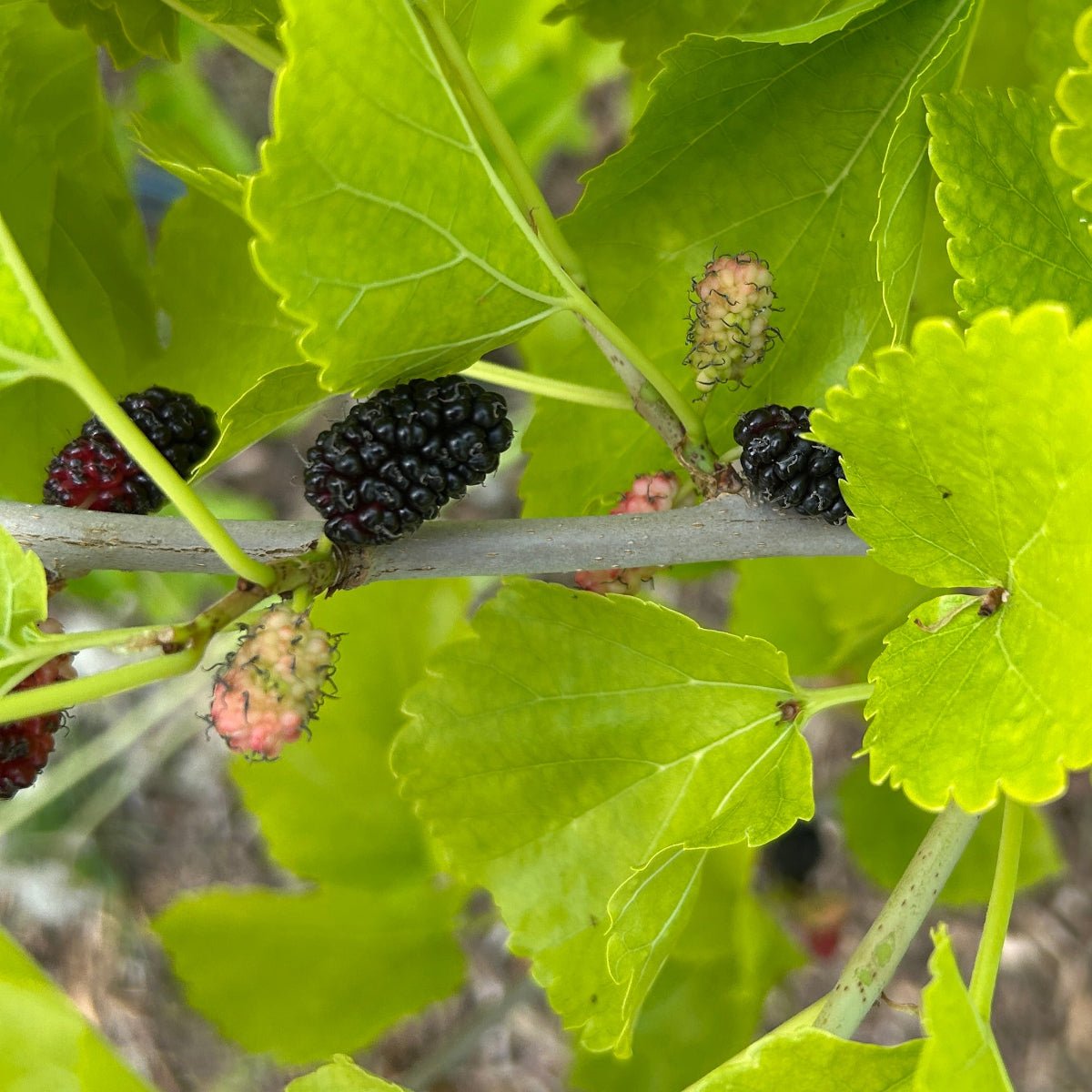 Madhava Mulberry Cutting - Dingdong's Garden