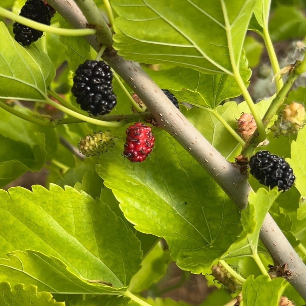 Madhava Mulberry Cutting