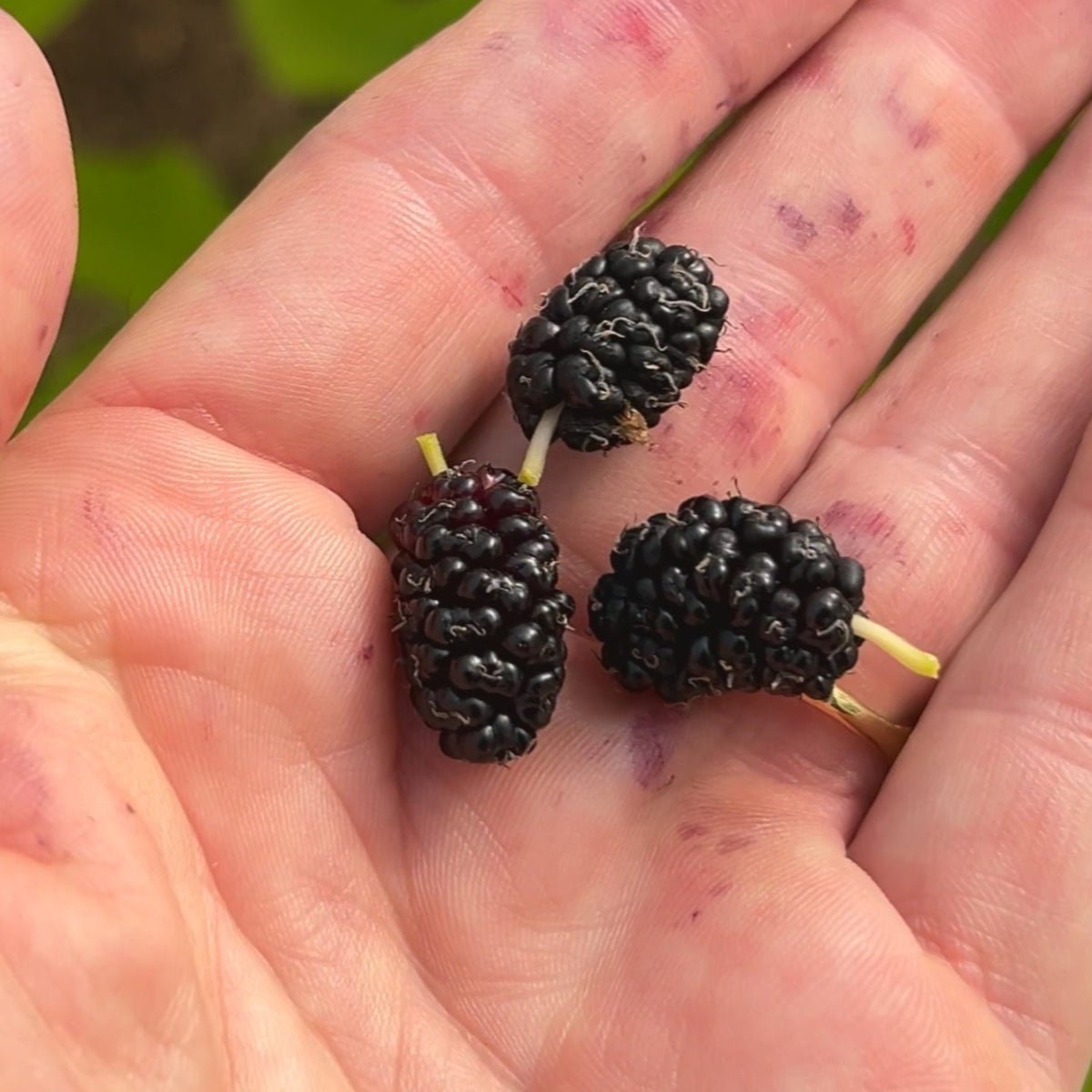 Madhava Mulberry Cutting - Dingdong's Garden