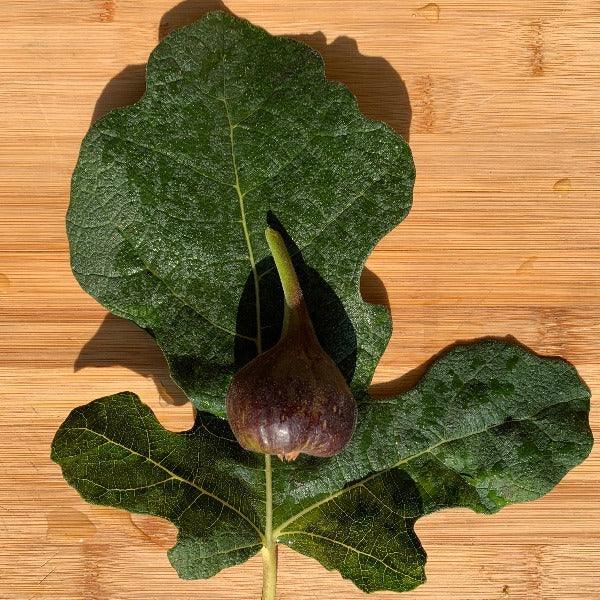 Makadonia Dark Fig Cutting - Dingdong's Garden