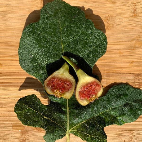 Makadonia Dark Fig Cutting - Dingdong's Garden