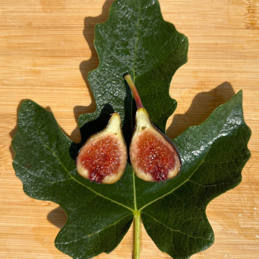 Malta Black Fig Cutting - Dingdong's Garden