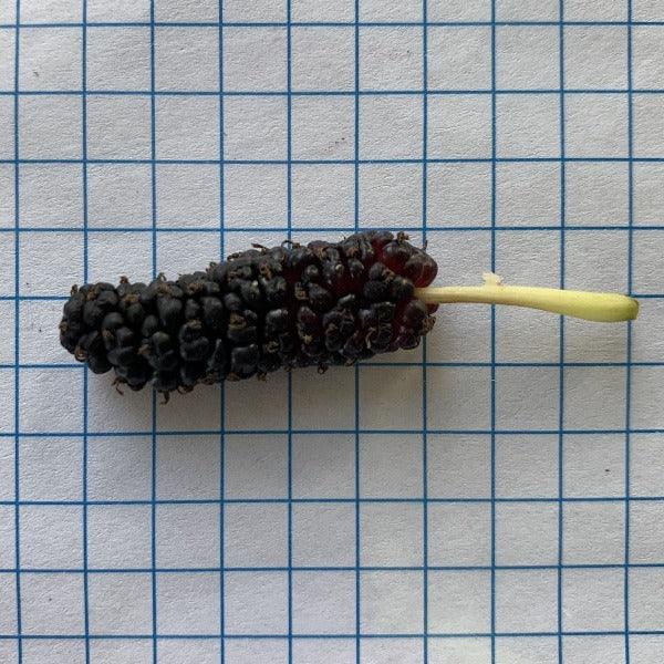 Maple Leaf Mulberry Cutting - Dingdong's Garden